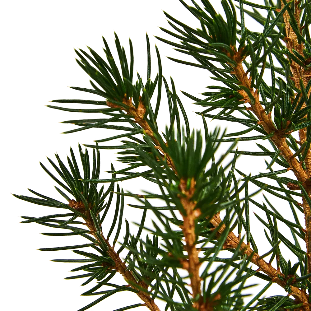 Фото 2 Ель Глаука Перфекта ø9 h30-35 см Фото 2 Ель Глаука Перфекта ø9 h30-35 см