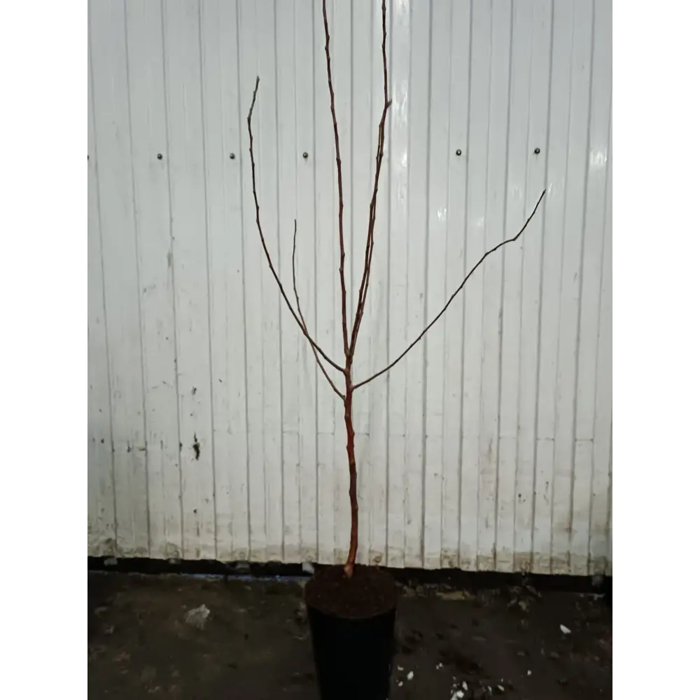 Фото Яблоня Кандиль Синап ø18 h110 - 130 см Фото Яблоня Кандиль Синап ø18 h110 - 130 см