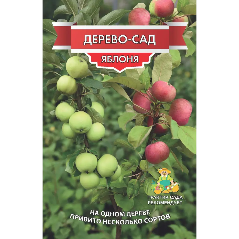 Фото Яблоня Дерево-Сад Медуница/Грушовка /Красное раннее h150 см Фото Яблоня Дерево-Сад Медуница/Грушовка /Красное раннее h150 см