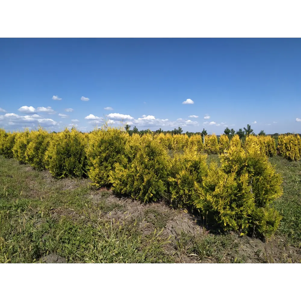 Фото Туя западная Голден Брабант h120 - 140 см Фото Туя западная Голден Брабант h120 - 140 см