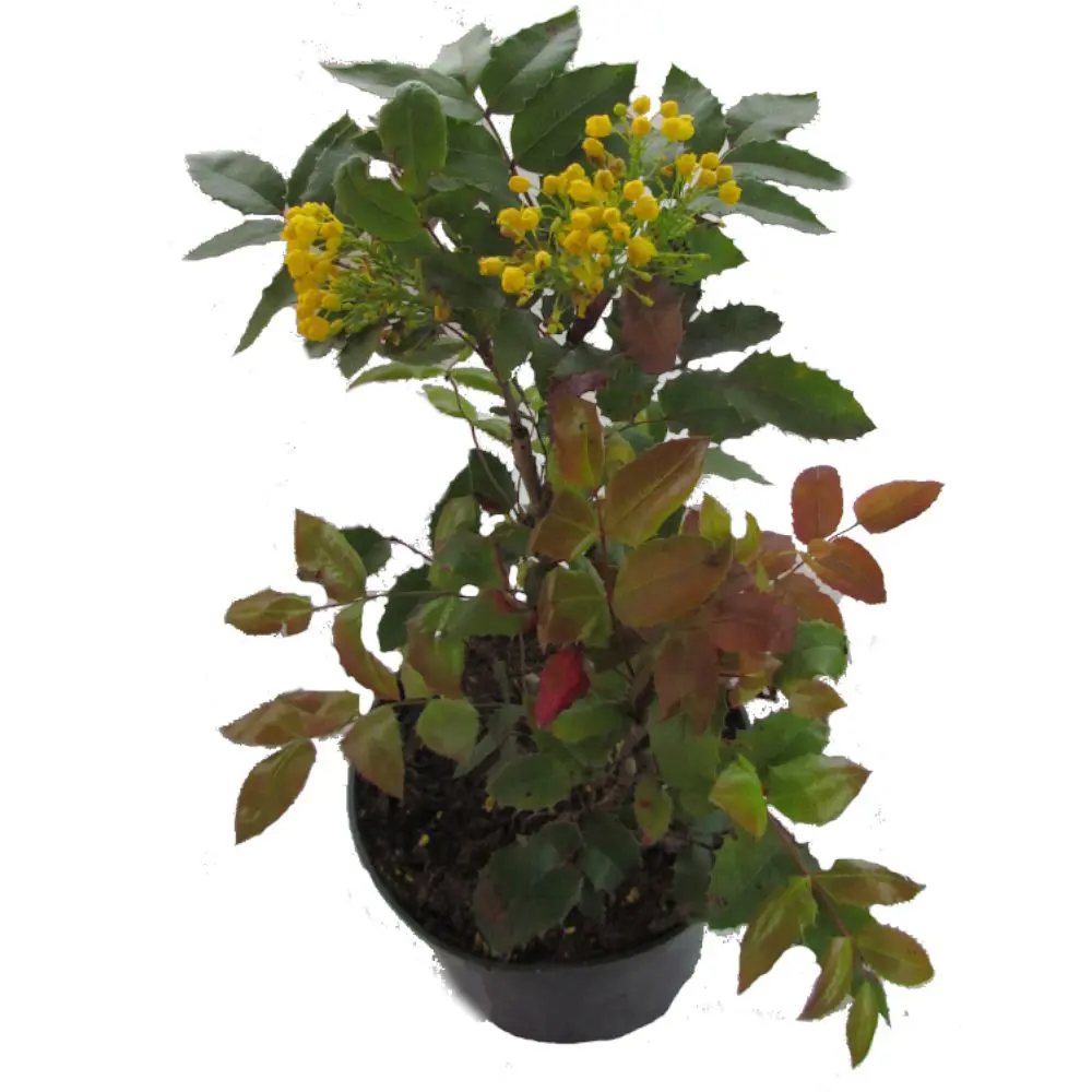 Фото Магония ø21 h15 - 30 см