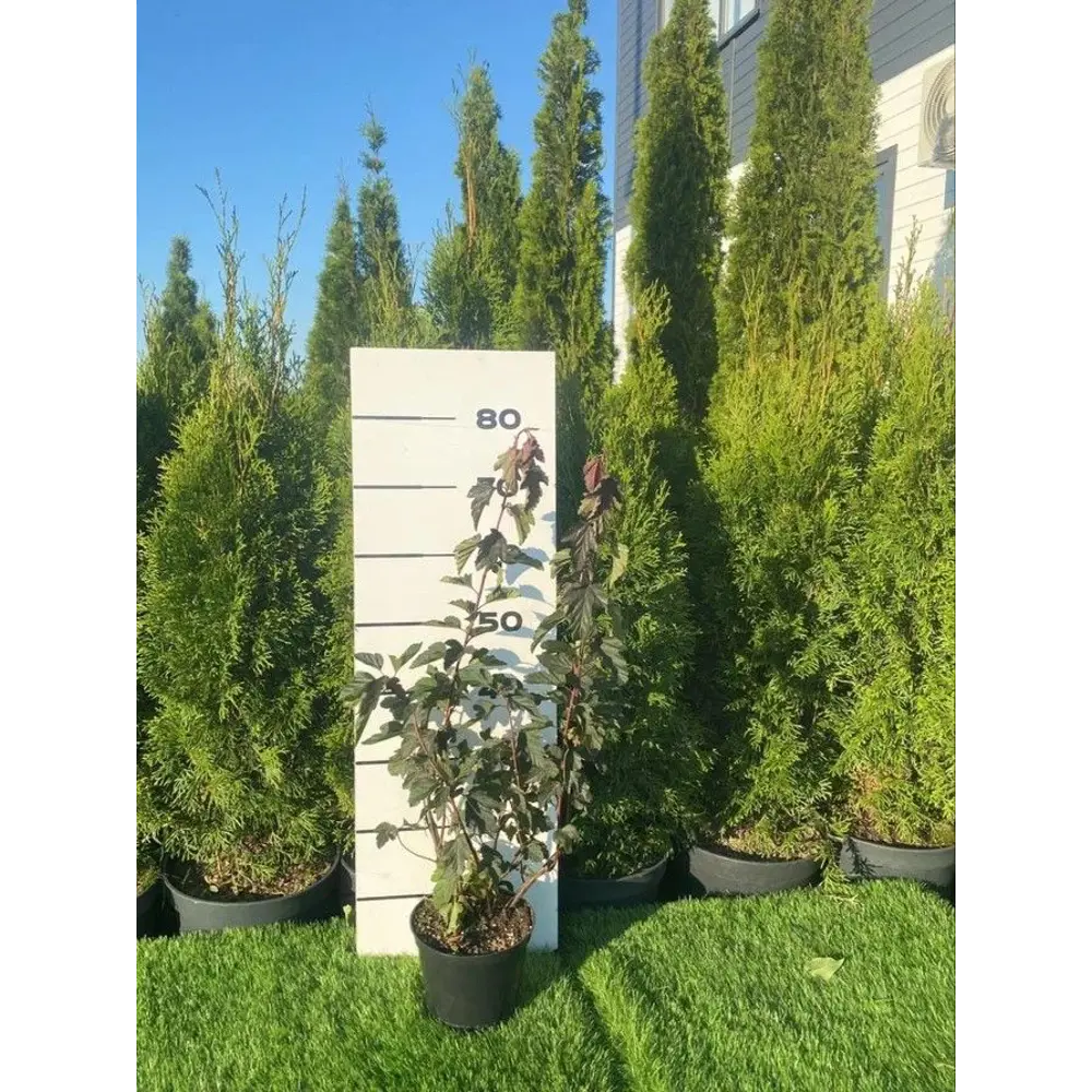 Фото Пузыреплодник Ред Барон h60 - 80 см