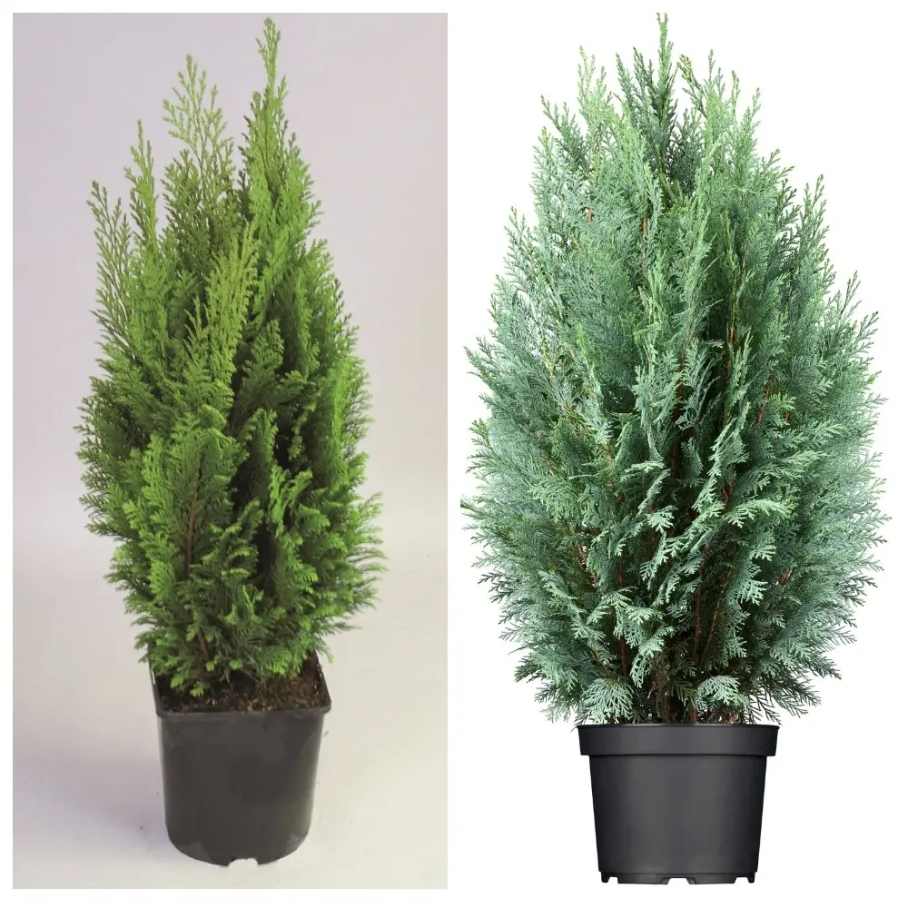 Фото Кипарисовик Лавсона микс h15 - 30 см Фото Кипарисовик Лавсона микс h15 - 30 см