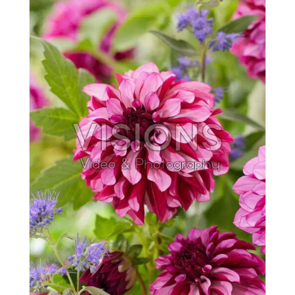 Фото Георгина декоративная Кренберри Классик 100 мм