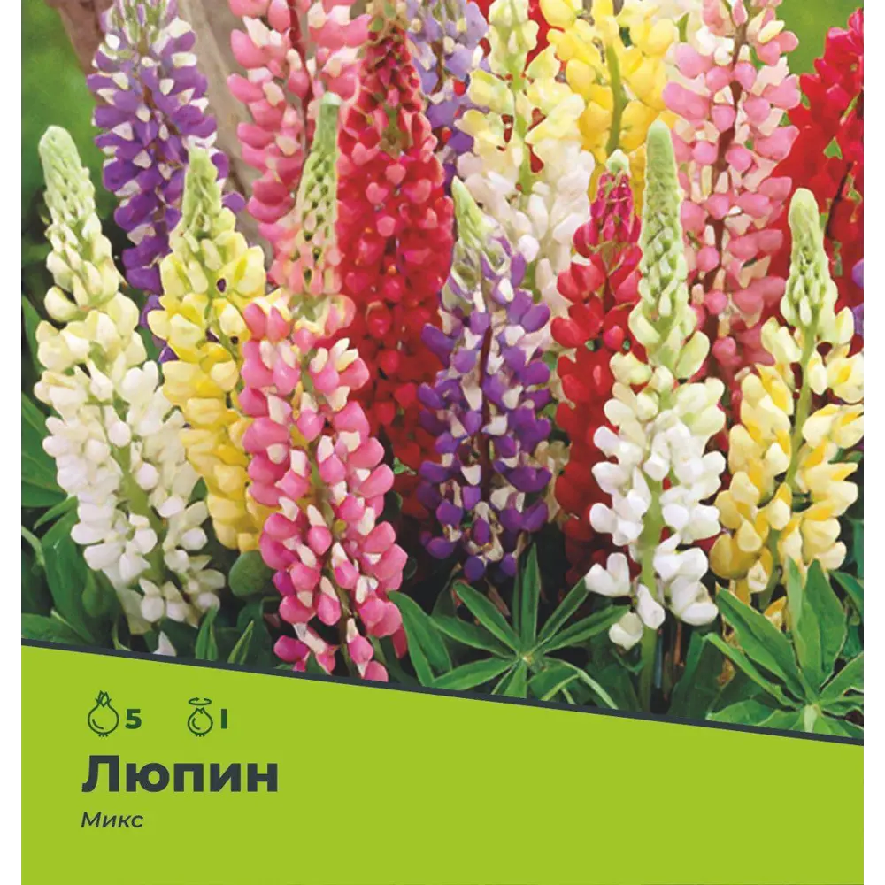 Фото 2 Люпин микс разбор I 5 шт. Фото 2 Люпин микс разбор I 5 шт.