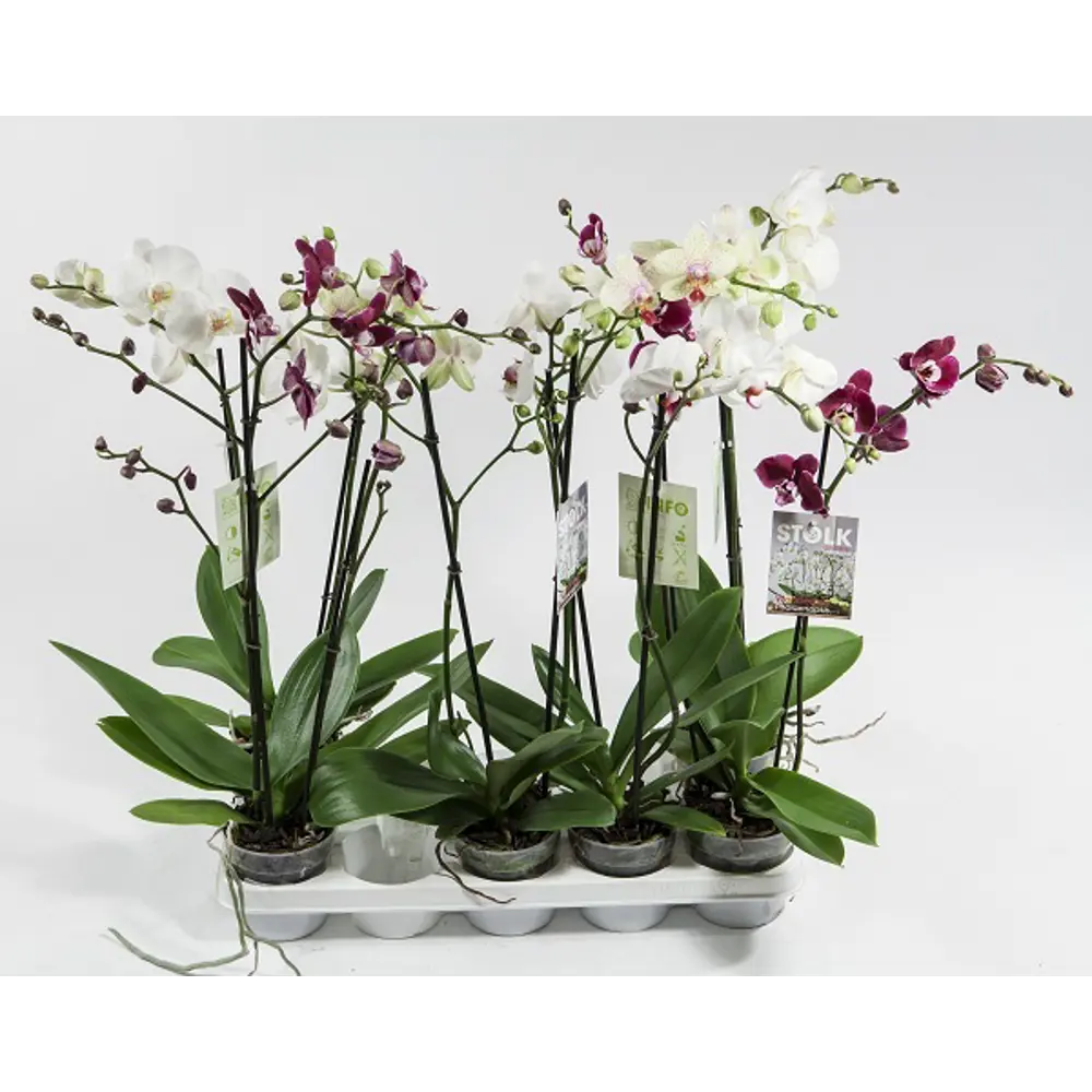 Фото 2 Орхидея Фаленопсис микс 1 стебель ø12 h45 см Фото 2 Орхидея Фаленопсис микс 1 стебель ø12 h45 см