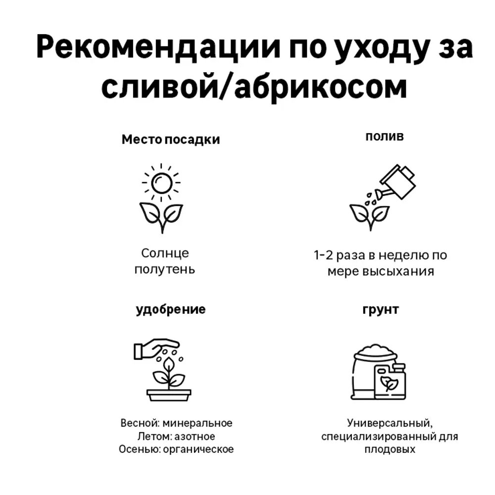 Фото 2 Абрикос колоновидный «Звёздный» C7 высота 110 см Фото 2 Абрикос колоновидный «Звёздный» C7 высота 110 см