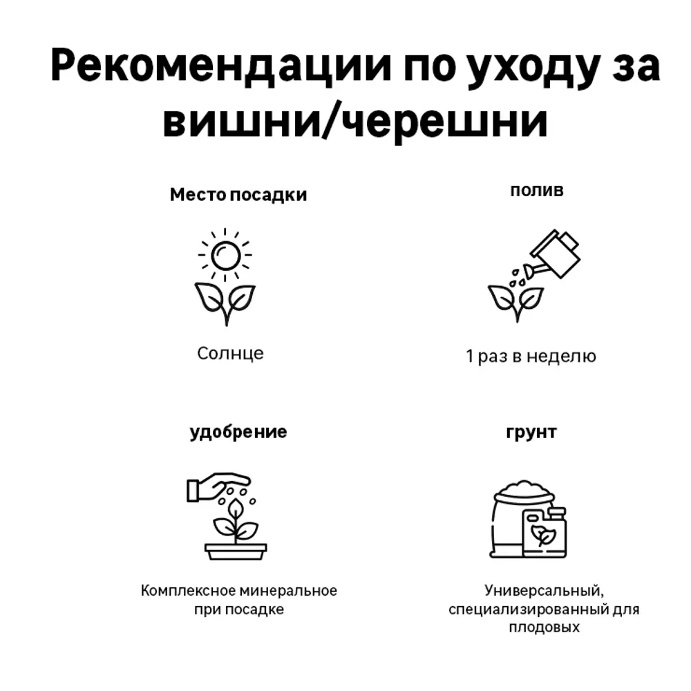Фото 2 Черешня «Валерий Чкалов», с комом, 2-х летка Фото 2 Черешня «Валерий Чкалов», с комом, 2-х летка
