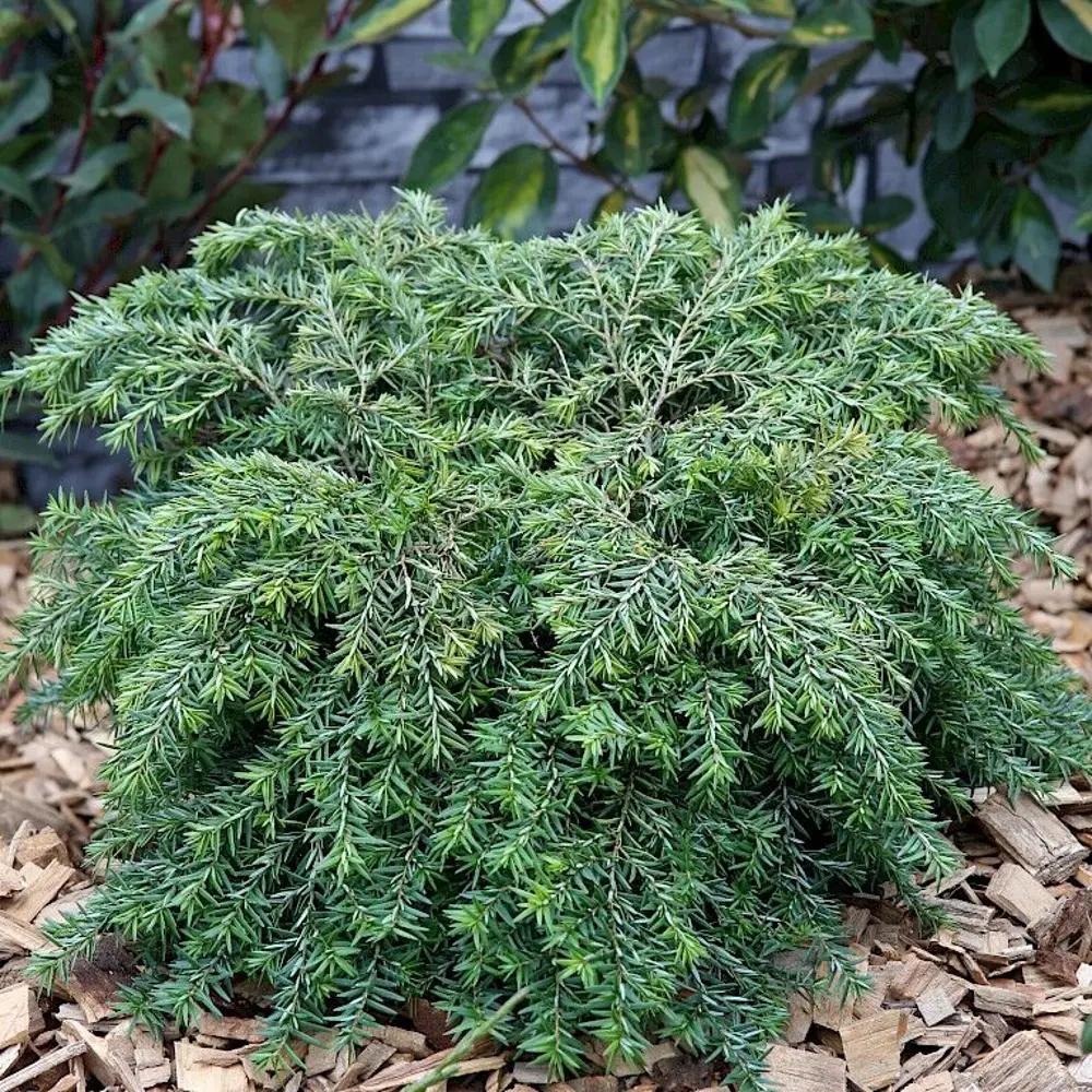 Фото Тсуга канадская Нана h25 см