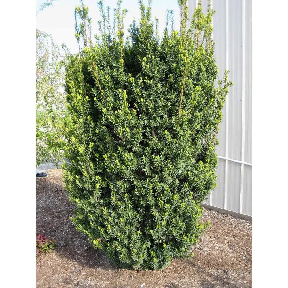 Фото Тисс средний Хикси h60 см Фото Тисс средний Хикси h60 см