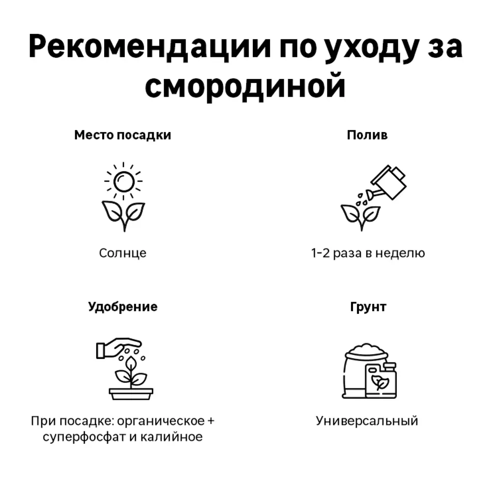 Фото 2 Смородина Перун ø15 h30 см Фото 2 Смородина Перун ø15 h30 см