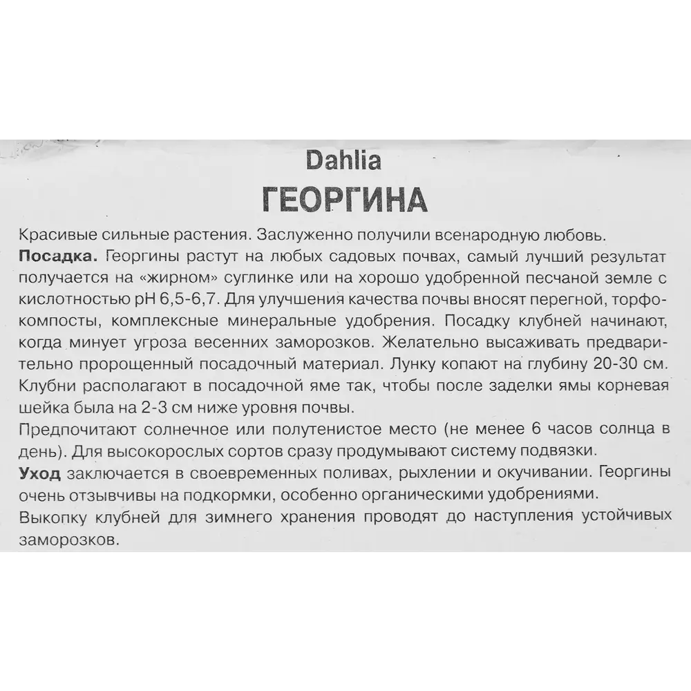 Фото 3 Георгина бахромчатая Мертлз Фолли Фото 3 Георгина бахромчатая Мертлз Фолли