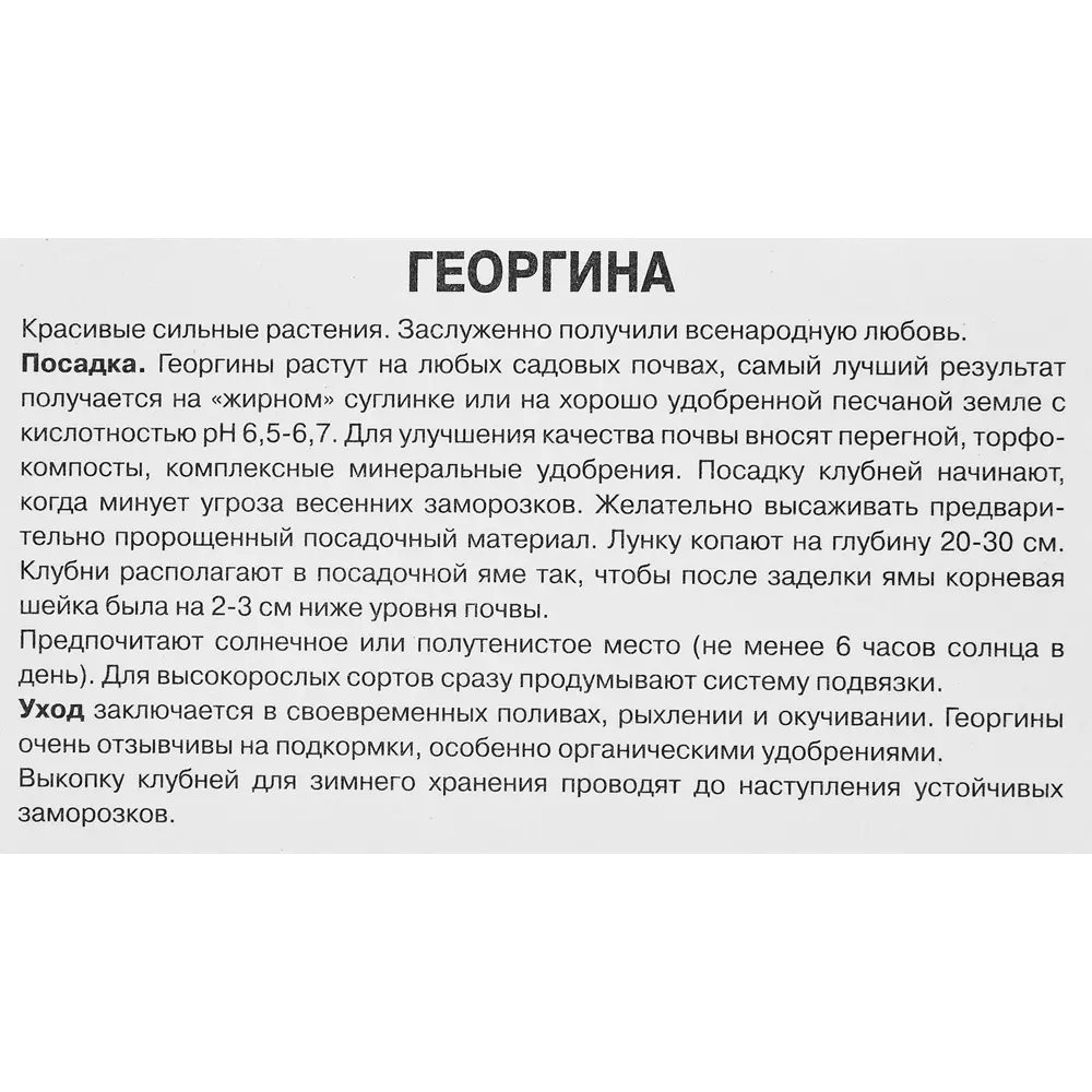 Фото 3 Георгина декоративная Ларриз Лав Фото 3 Георгина декоративная Ларриз Лав