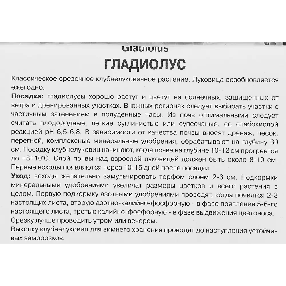 Фото 3 Гладиолус крупноцветковый Вуэльта 5 шт. Фото 3 Гладиолус крупноцветковый Вуэльта 5 шт.