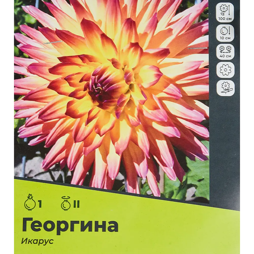 Фото Георгина Икарус разбор II Фото Георгина Икарус разбор II
