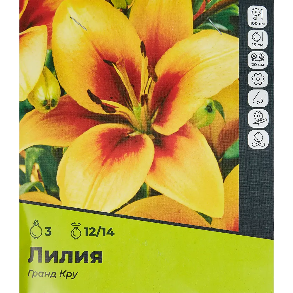 Фото Лилия Гранд Крю луковицы 12/14, 3 шт. Фото Лилия Гранд Крю луковицы 12/14, 3 шт.