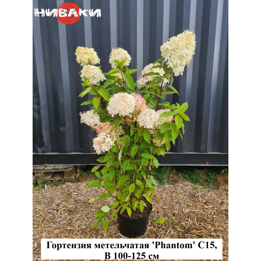Фото Гортензия метельчатая Фантом ø30 h100 - 125 см Фото Гортензия метельчатая Фантом ø30 h100 - 125 см