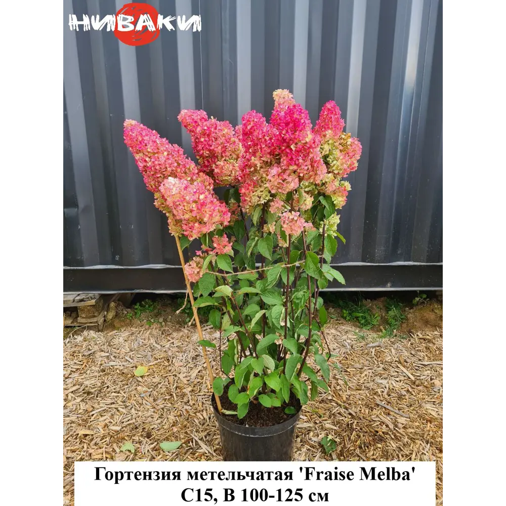Фото Гортензия метельчатая Фрайз Мельба ø30 h100 - 125 см Фото Гортензия метельчатая Фрайз Мельба ø30 h100 - 125 см