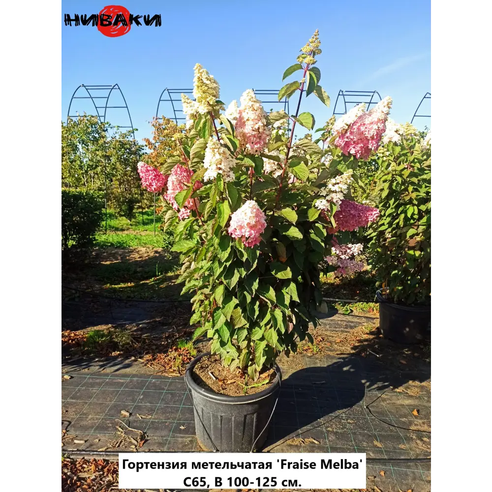 Фото Гортензия метельчатая Фрайз Мельба ø70 h100 - 125 см Фото Гортензия метельчатая Фрайз Мельба ø70 h100 - 125 см