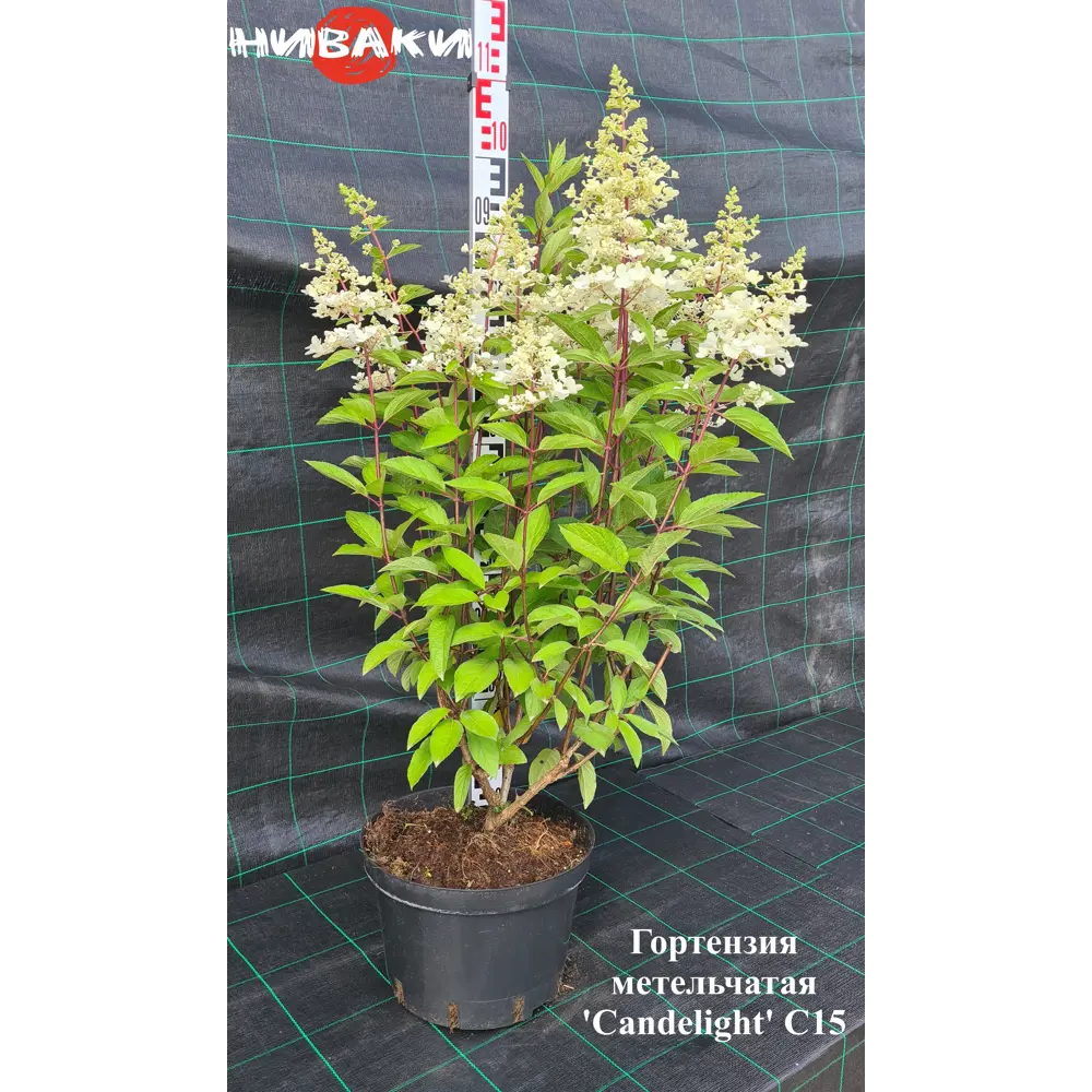 Фото Гортензия метельчатая Кэндел Лайт ø30 h80 - 100 см Фото Гортензия метельчатая Кэндел Лайт ø30 h80 - 100 см