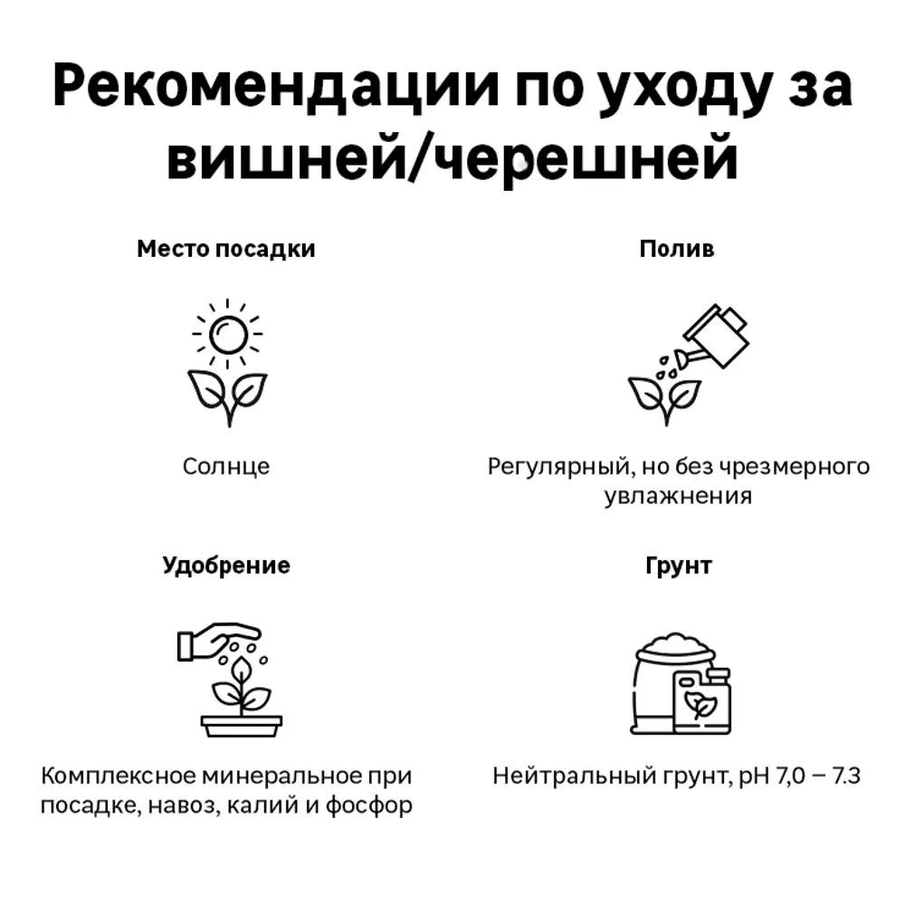 Фото 3 Вишня Тургеневка сетке h180 см Фото 3 Вишня Тургеневка сетке h180 см