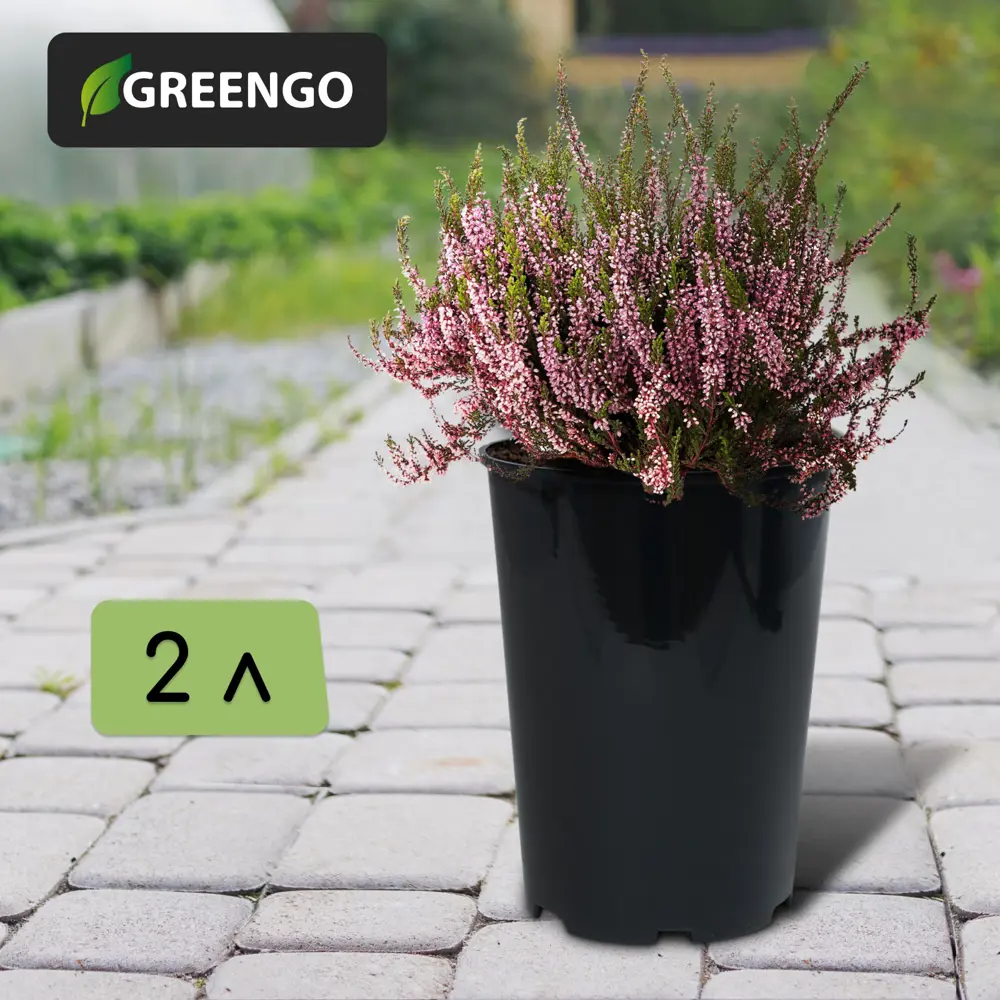 Фото 2 Горшок для рассады Greengo 2 л d 14 см h 18 см чёрный Фото 2 Горшок для рассады Greengo 2 л d 14 см h 18 см чёрный