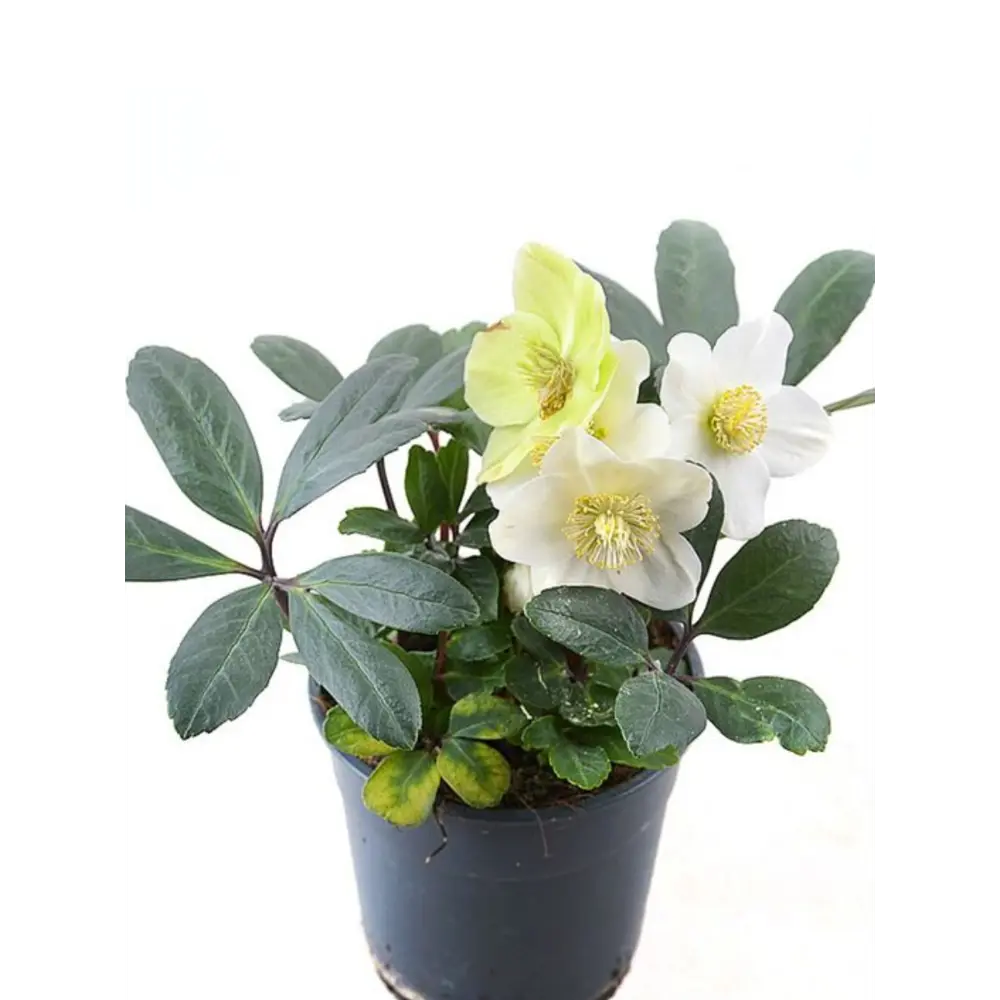 Фото Морозник черный ø10 h16 см Фото Морозник черный ø10 h16 см