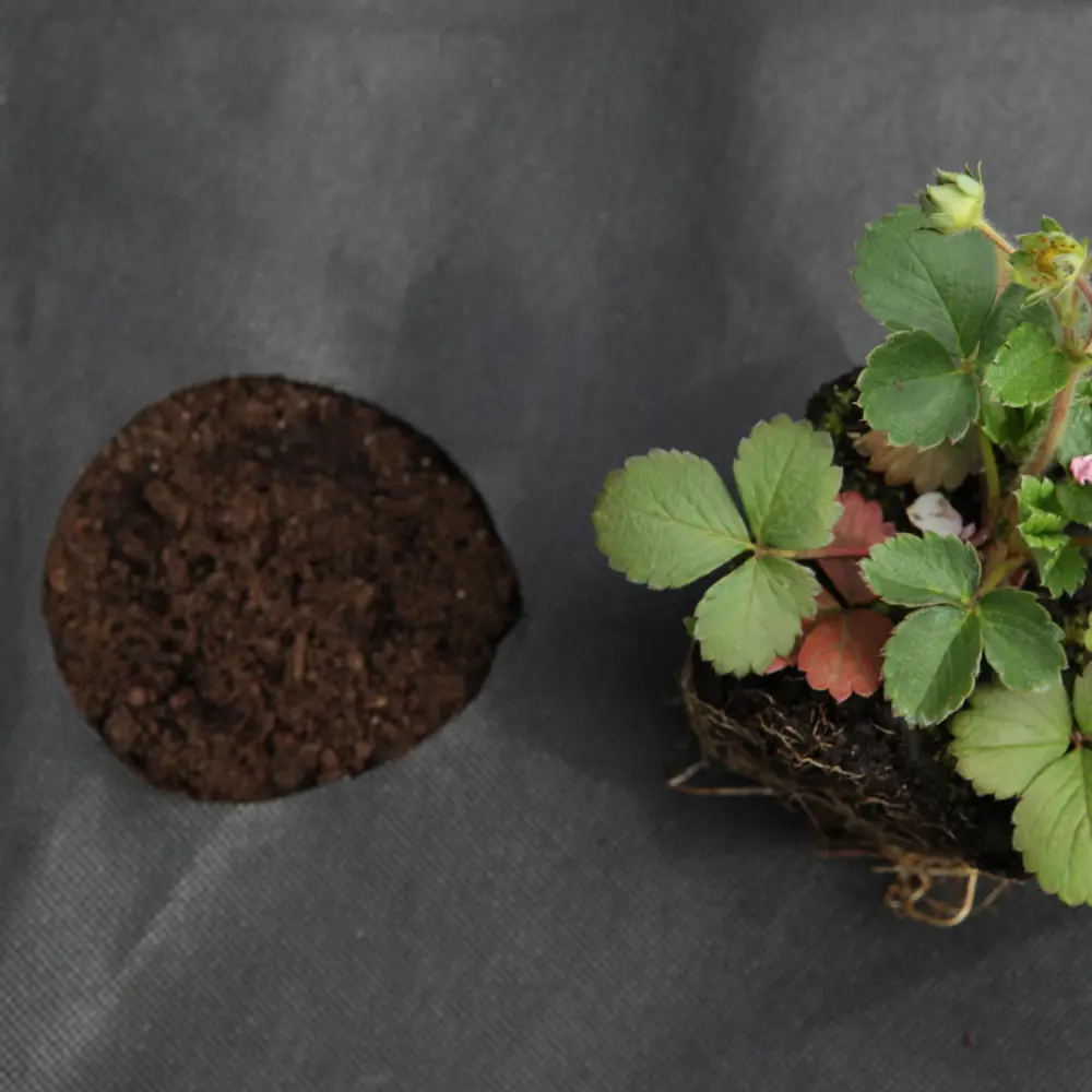 Фото 6 Укрывной материал Агротекс 60 г/м² 0.8 м x 10 м цвет черный полипропилен Фото 6 Укрывной материал Агротекс 60 г/м² 0.8 м x 10 м цвет черный полипропилен