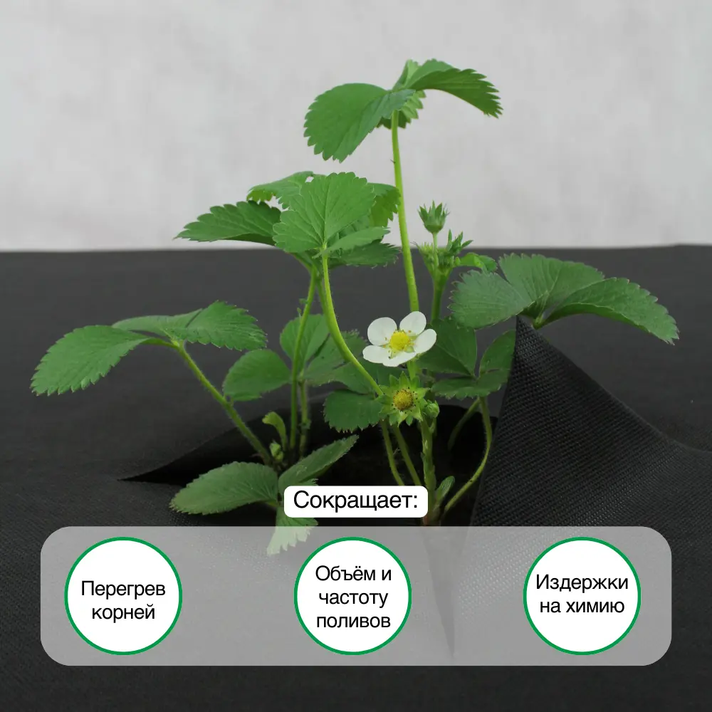 Фото 4 Укрывной материал Агротекс 60 г/м² 0.8 м x 10 м черный материал полипропилен Фото 4 Укрывной материал Агротекс 60 г/м² 0.8 м x 10 м черный материал полипропилен