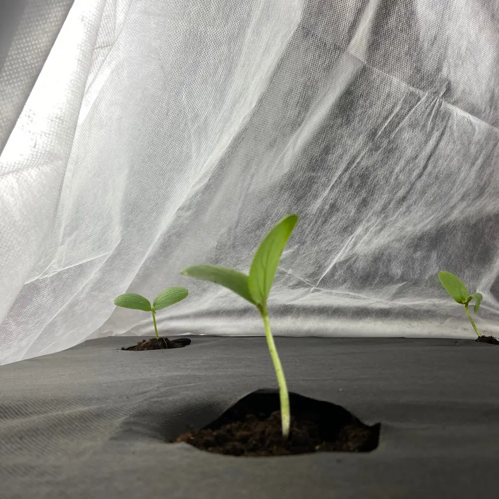 Фото 5 Укрывной материал Агротекс 30 г/м² 3.2 м x 10 м белый полипропилен Фото 5 Укрывной материал Агротекс 30 г/м² 3.2 м x 10 м белый полипропилен