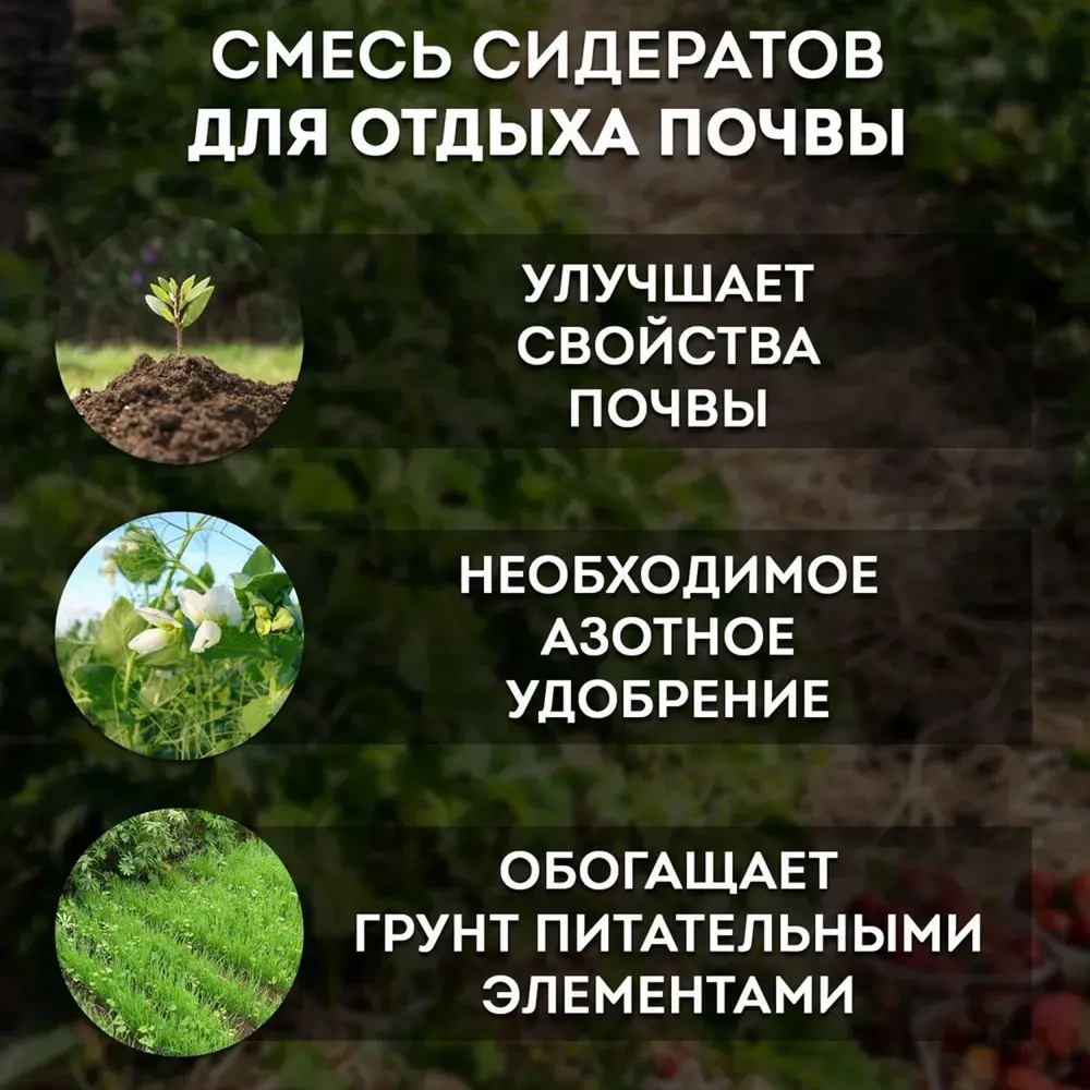 Фото 3 Семена Зеленый Уголок Смесь сидератов для отдыха почвы 5 кг 4660001295896 Фото 3 Семена Зеленый Уголок Смесь сидератов для отдыха почвы 5 кг 4660001295896