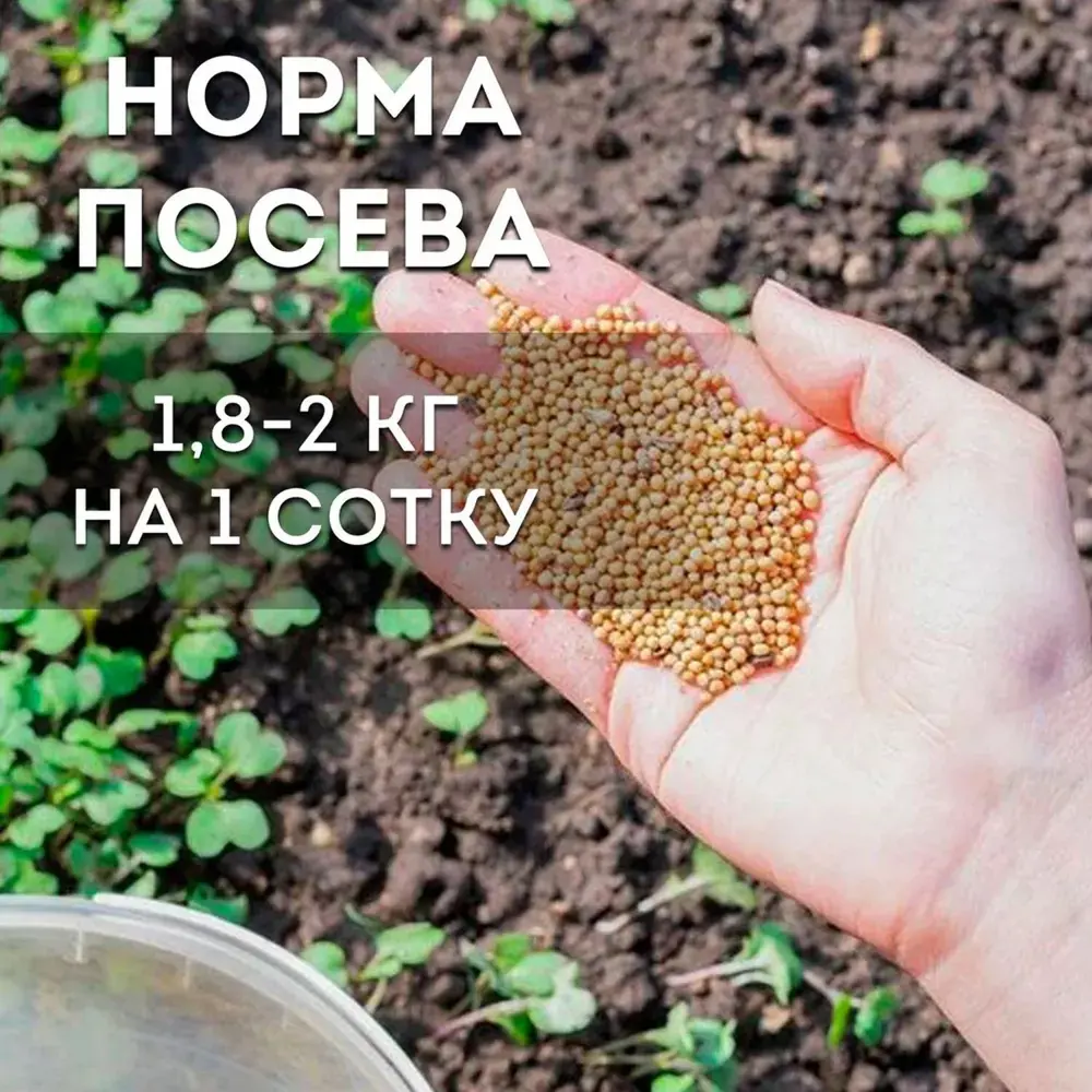 Фото 3 Семена Зеленый Уголок Смесь горчица/редька (70/30)10 кг 4660001296022