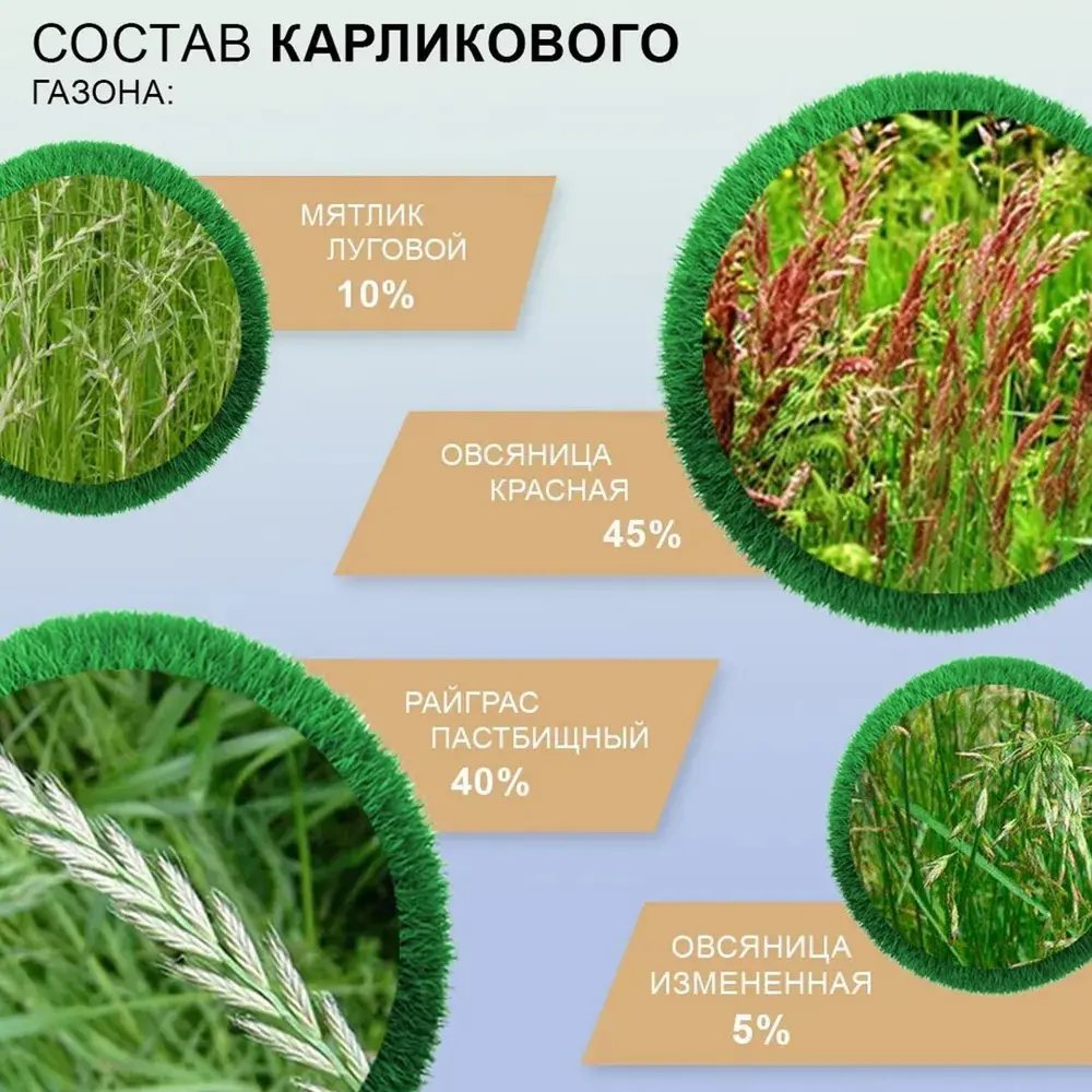Фото 4 Газон универсальный Мираторг Карликовый газон 10 кг Фото 4 Газон универсальный Мираторг Карликовый газон 10 кг