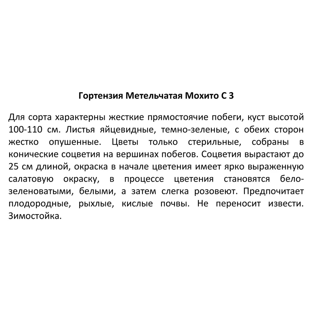 Фото 3 Гортензия метельчатая Мохито ø17 h20 см Фото 3 Гортензия метельчатая Мохито ø17 h20 см