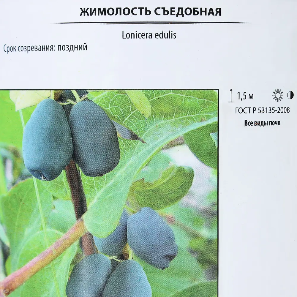 Фото 2 Жимолость съедобная «Челябинка», контейнер 2 л Фото 2 Жимолость съедобная «Челябинка», контейнер 2 л