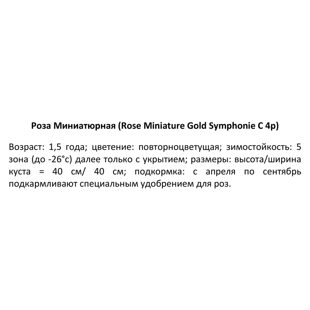 Фото 3 Роза миниатюрная Голд Симфони ø19 h55 см