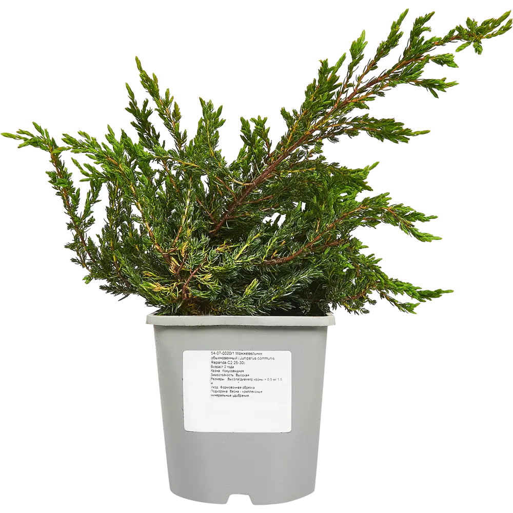 Фото 2 Можжевельник обыкновенный Репанда ø15 h40 см Фото 2 Можжевельник обыкновенный Репанда ø15 h40 см