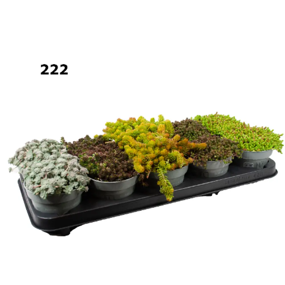 Фото Очиток микс ø12 h15 см Фото Очиток микс ø12 h15 см