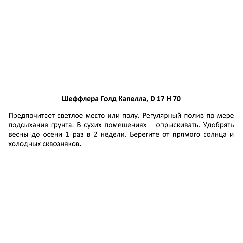 Фото 4 Шеффлера Голд Капелла ø17 h70 см