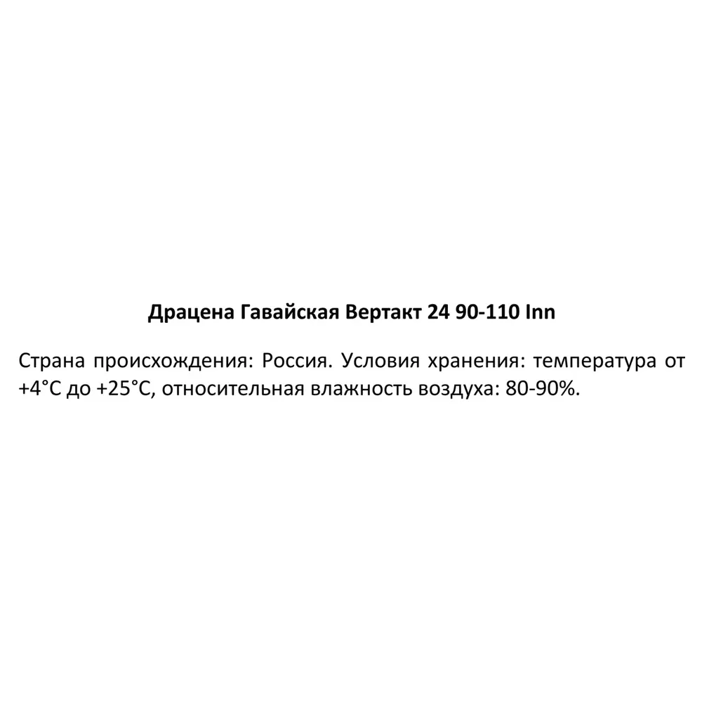 Фото 4 Драцена Гавайская ø24 h90-110 см Фото 4 Драцена Гавайская ø24 h90-110 см