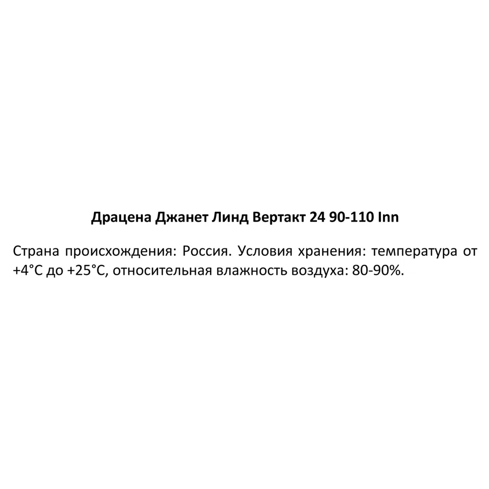 Фото 3 Драцена Джанет Линд ø24 h90-110 см Фото 3 Драцена Джанет Линд ø24 h90-110 см
