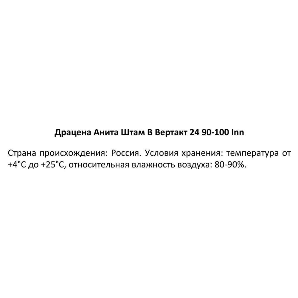 Фото 3 Драцена Анита ø24 h90-100 см Фото 3 Драцена Анита ø24 h90-100 см