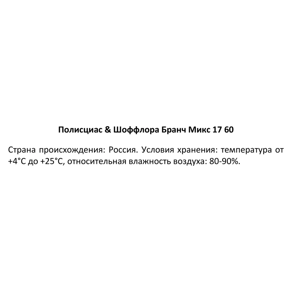 Фото 4 Полисциас Шеффлера Бранч микс ø17 h60 см Фото 4 Полисциас Шеффлера Бранч микс ø17 h60 см