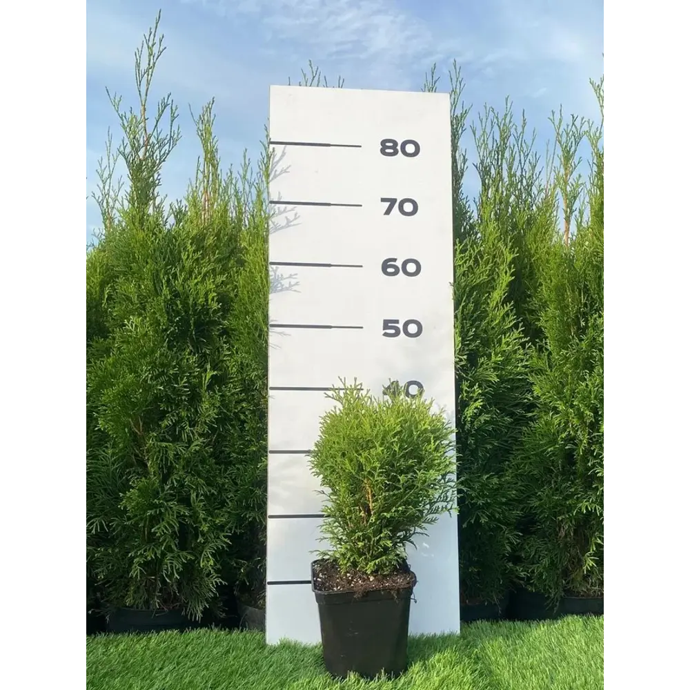 Фото 4 Туя Литл Гиант h20 - 40 см Фото 4 Туя Литл Гиант h20 - 40 см