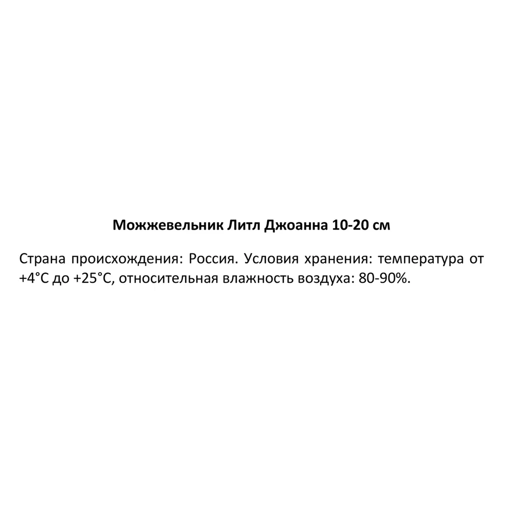 Фото 3 Можжевельник Литл Джоанна h10 - 20 см Фото 3 Можжевельник Литл Джоанна h10 - 20 см