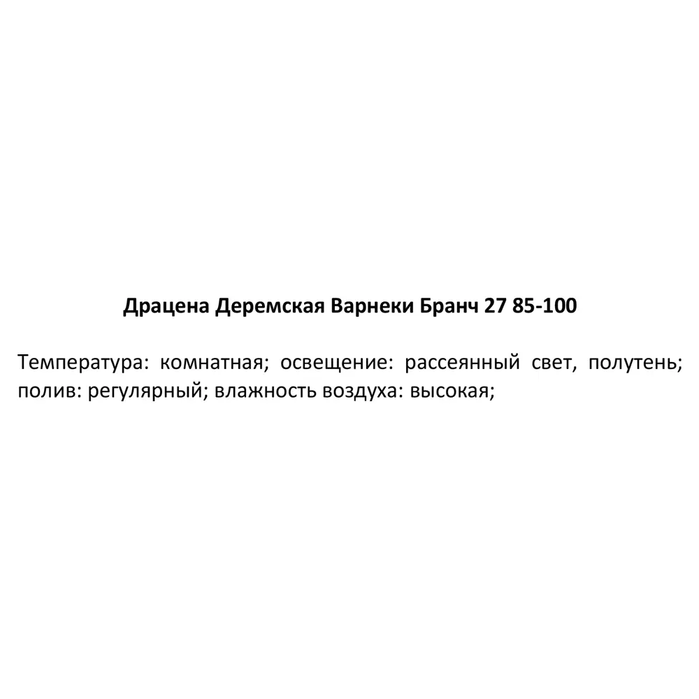 Фото 4 Драцена Варнеки бранч ø27 h85 см Фото 4 Драцена Варнеки бранч ø27 h85 см