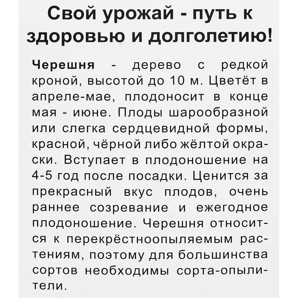 Фото 4 Черешня Любимица Астахова короб h80 см Фото 4 Черешня Любимица Астахова короб h80 см