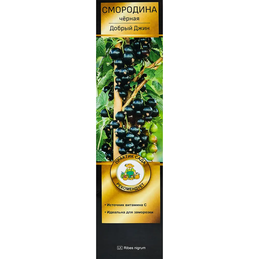 Фото Смородина черная Добрый Джинн h35 см