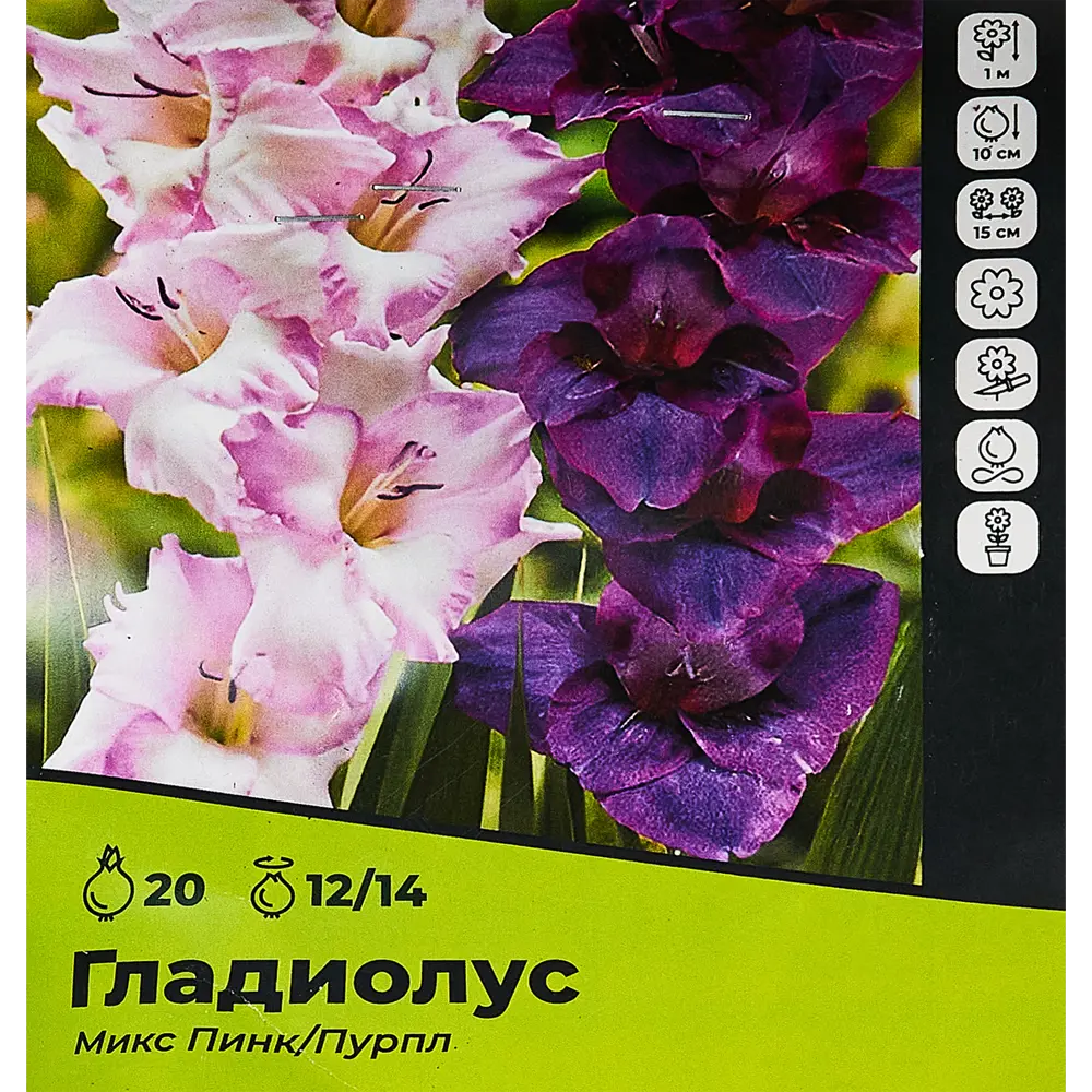 Фото Гладиолус Пинк/Пурпл микс луковицы 12/14, 20 шт. Фото Гладиолус Пинк/Пурпл микс луковицы 12/14, 20 шт.