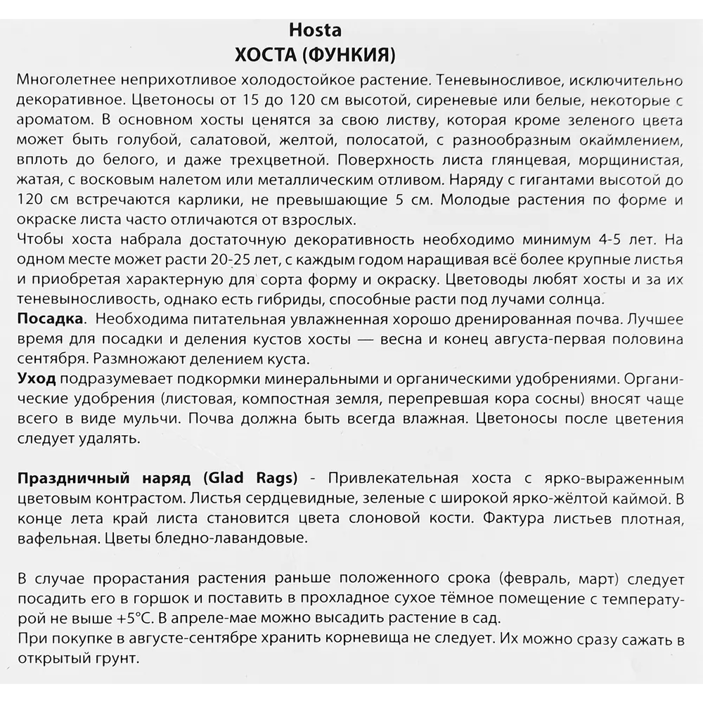 Фото 3 Хоста гибридная Глед Рэгс Фото 3 Хоста гибридная Глед Рэгс